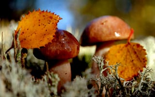 Картинка природа, осень, мох, листья, дуэт, грибы