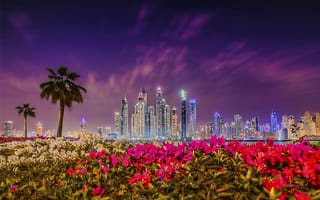 Картинка закат, UAE, Дубай, рододендроны, ночной город, Dubai, здания, цветы, кусты, Дубай Марина, ОАЭ, пальмы, Dubai Marina, небоскрёбы
