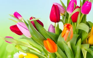 Картинка Tulips, bright, flowers, яркие, orange, yellow, красные, жёлтые, red, beauty, лепестки, розовые, цветы, оранжевые, pink, красота, разноцветные, petals, тюльпаны, varicoloured