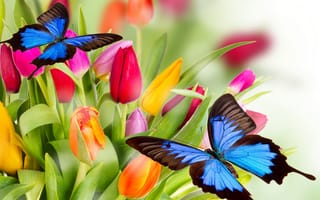 Картинка Tulips, бабочки, розовые, красные, тюльпаны, orange, varicoloured, жёлтые, яркие, red, bright, petals, цветы, yellow, разноцветные, beauty, красота, лепестки, butterflies, оранжевые, pink, flowers