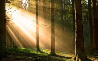 Картинка солнце, деревья, лес