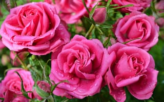 Картинка Капли, Drops, Pink roses, Розовые розы
