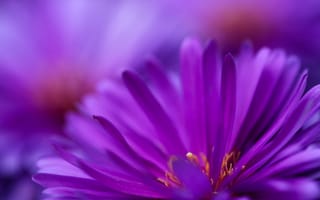 Картинка фиолетовый, цветут, цветы