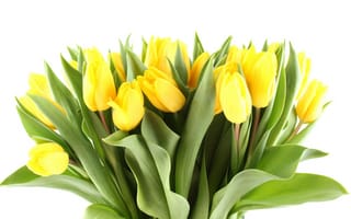 Картинка Tulips, светлые, букет, beauty, цветы, красота, yellow, лепестки, flowers, жёлтые, bouquet, листья, тюльпаны, bright, petals, яркие