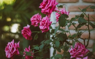 Картинка цветы, куст, лепестки, розы