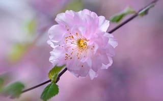 Картинка цветок, сакура, сад, вишня, весна, лепестки