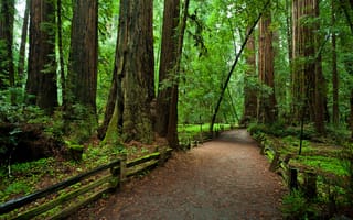 Картинка национальный парк, забор, Redvud, деревья, тропинка, Калифорния, лес
