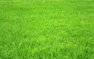 Картинка трава, поле, зелёное