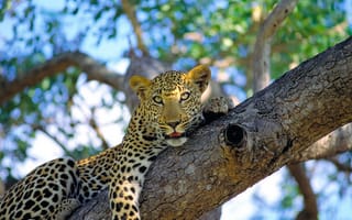 Картинка усы, Леопард, смотрит, морда, пятнистый, дикая кошка, на дереве, лежит