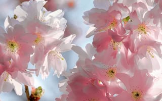Картинка Spring, бутоны, голубой фон, flowers, cherry, petals, цветы, tender, лепестки, небо, вишня, цветение, весна, нежные, сакура, sakura, розовые, blossoms, sky, beauty, pink, красота, ветки