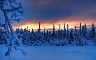 Картинка зима, лес, Alaska, рассвет, Аляска, восход, утро, Толсона, снег, деревья, Tolsona, ветки