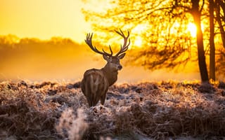 Картинка forest, sunset, deer