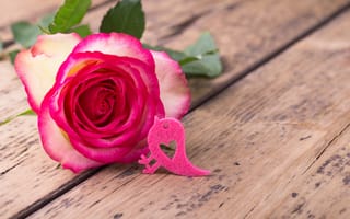 Картинка роза, лепестки, pink, wood, romantic, roses, розовая роза, flowers