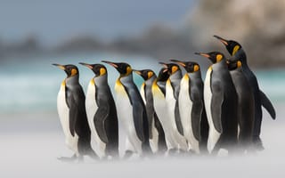 Картинка птицы, Королевский пингвин, пингвины, боке