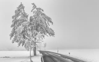 Обои дорога, туман, снег, дерево