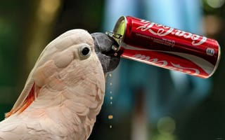 Картинка Какаду, жажда, Coca-Cola, банка, попугай