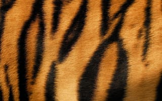 Картинка тигр, мех, animal, texture, шкура, fur