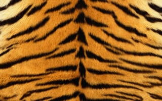 Картинка тигр, fur, animal, texture, мех, шкура