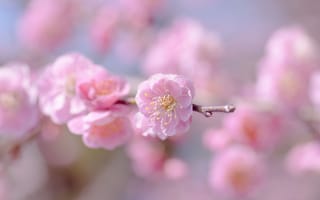 Обои фокус, цветение, розовый, цветок, размытость, нежность, цветы, небо, веточка, весна, макро, сакура