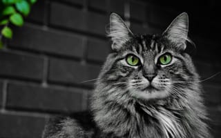 Обои кошка, пушистый, зеленые, усы, кот, морда, глаза