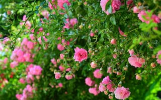 Обои Кусты, Розовые розы, Pink roses