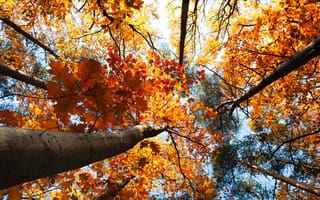 Обои forest, листья, лес, природа, sky, деревья, autumn, пейзаж, 2560x1600, nature, trees, leaves, осень, небо, landscape