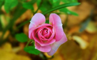 Обои Боке, Pink rose, Bokeh, Розовая роза