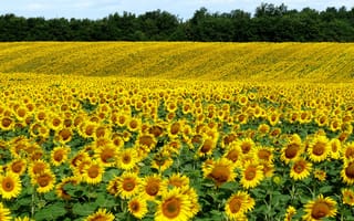 Обои Природа, Поле, Sunflowers, Лето, Summer, Nature, Подсолнухи, Field