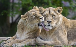 Картинка львы, ©Tambako The Jaguar, пара, любовь, кошки, львица
