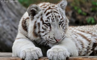 Картинка хищник, белый тигр, молодой тигр