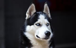Картинка Husky, white, cute, danger, Dog, black, Blue eyes