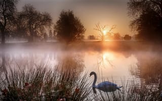 Картинка закат, туман, озеро, лебеди