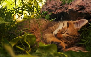 Обои кот, зеленые, рыжий, лежит, листья, камни, котенок, кошка, спит, трава