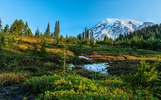 Обои зелень, горы, солнце, Mount Rainier National Park, небо, снег, деревья, лес, США, Вашингтон, трава