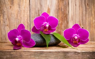 Картинка wood, орхидея, purple, flowers, orchid