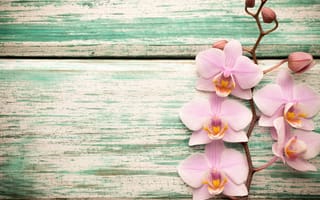 Картинка wood, орхидея, pink, flowers, orchid
