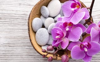 Картинка камни, flowers, orchid, pink, орхидея