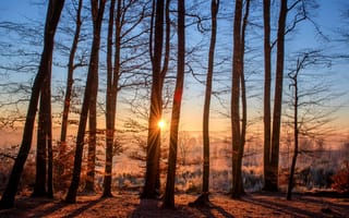 Картинка иней, лес, осень, деревья, солнце, туман, утро, рассвет