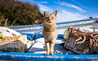 Картинка кот, ухо, взгляд, лодка