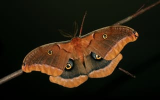 Картинка бабочка, крылья, ветка, чёрный, усики