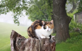 Картинка кошка, пень, природа, сидит, дерево
