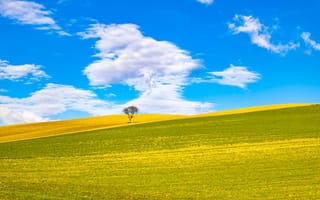 Картинка поле, холмы, небо, Апулия, Биккари, дерево, Италия