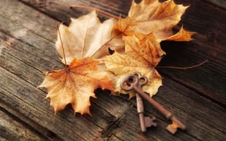 Картинка листья, клён, ключи, осень, доски