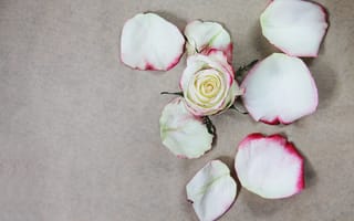 Картинка лепестки, rose, flower, petals, роза белая, white