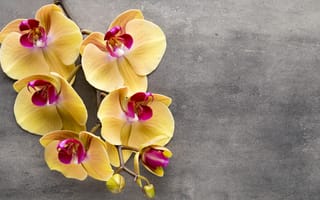 Картинка yellow, орхидея, orchid, flowers