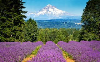 Картинка Mount Hood, лаванда, Portland, поле, Портленд, гора, Орегон, деревья, Oregon