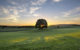 Картинка Bell Busk, луг, рассвет, утро, Англия, дерево, England, восход