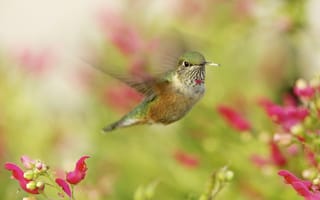 Обои колибри, макро, птичка, в полете, hummingbird
