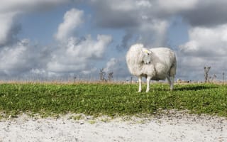 Картинка небо, природа, овца