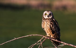Картинка взгляд, ветки, Болотная сова